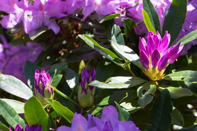 Rhododendron