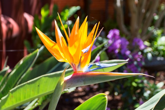 Bird of Paradise