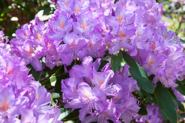 Rhododendron