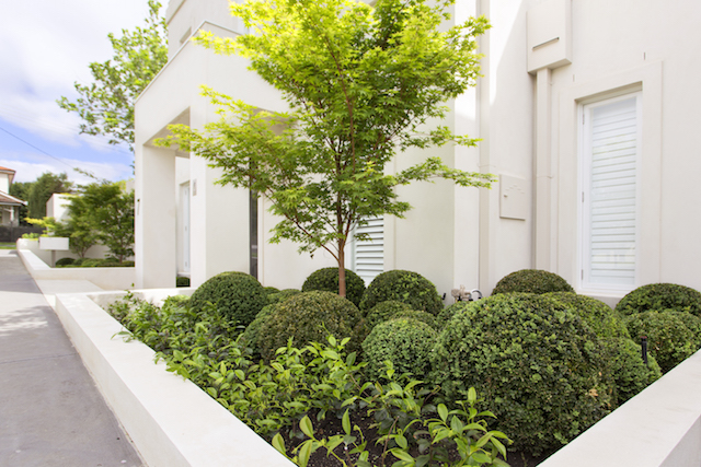 Melbourne Buxus plant balls garden design with layered planting