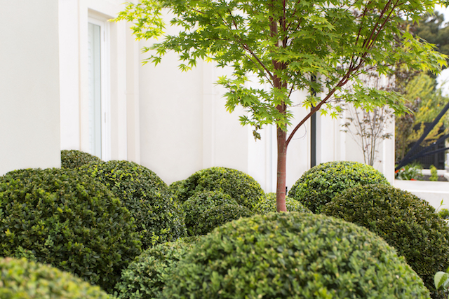 Melbourne Buxus plant balls garden design