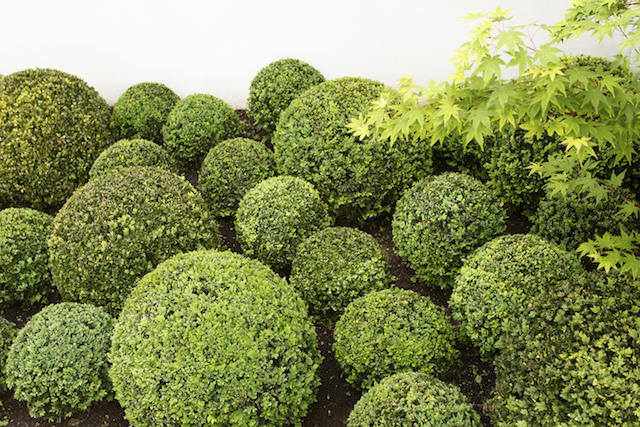 Melbourne Buxus garden design