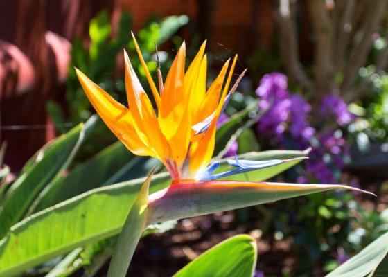 Bird of Paradise plant