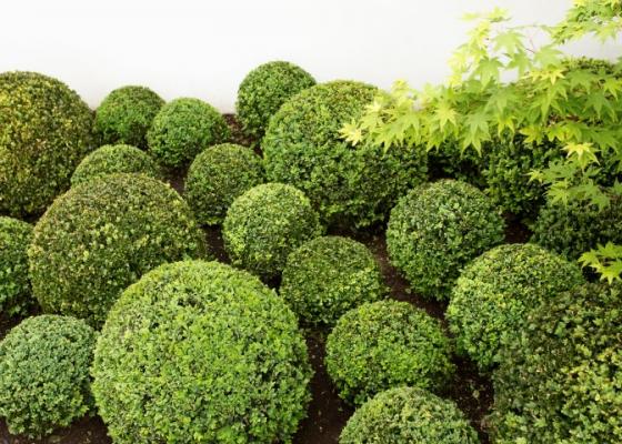 Buxus Sempirvirens plant - great for shaping