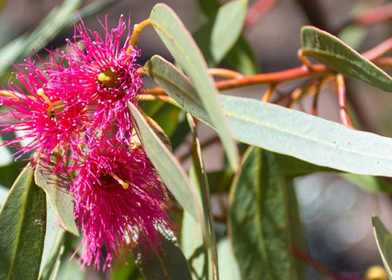 Eucalyptus Leucoxylon 'Euky Dwarf' plant