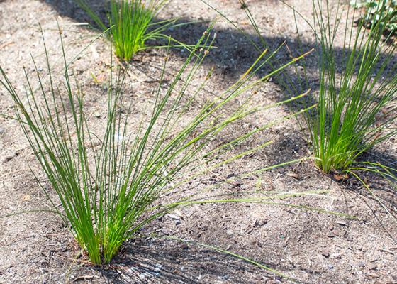 Ficinia Nodosa 'Isolepsis' plant