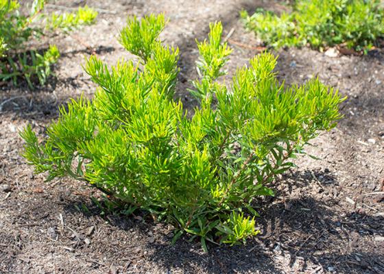 Grevillea 'Bonnie Prince Charlie' plant