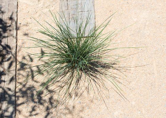 Lomandra plant