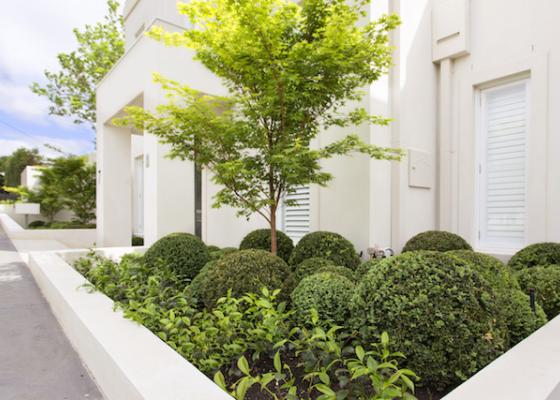 Melbourne Buxus plant balls garden design with layered planting