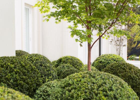 Melbourne Buxus plant balls garden design