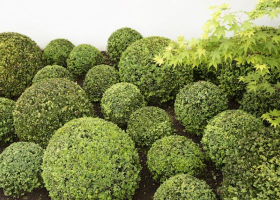 Melbourne Buxus garden design