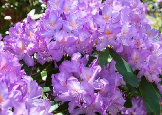 Purple Rhododendron plant