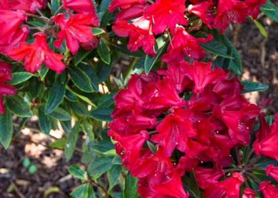 Red Rhododendron plant