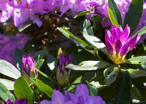 Purple Rhododendron plant