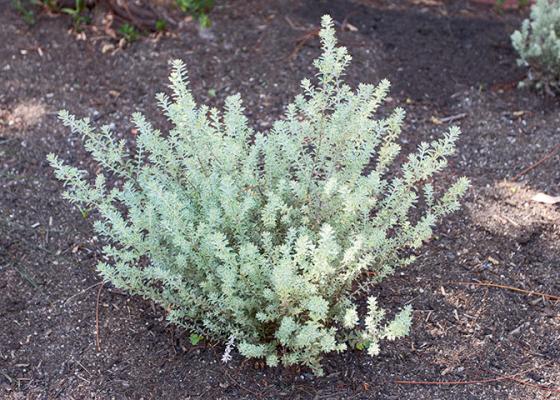 Westringia Varigated plant