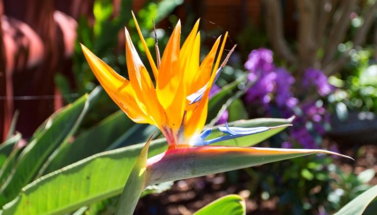 Bird of Paradise plant