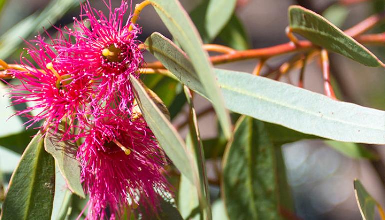 Eucalyptus Leucoxylon 'Euky Dwarf' plant