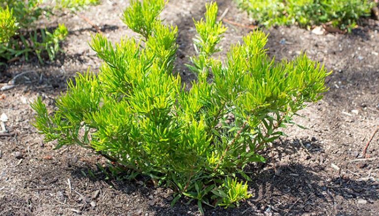 Grevillea 'Bonnie Prince Charlie' plant