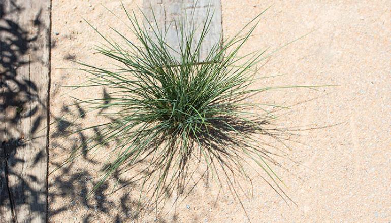 Lomandra plant