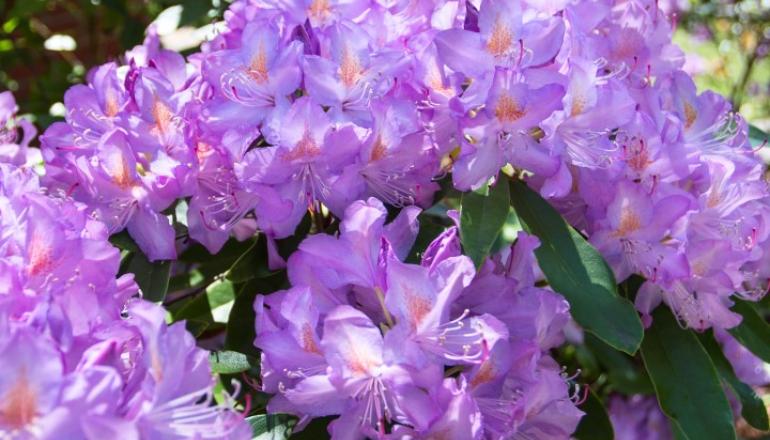 Purple Rhododendron plant