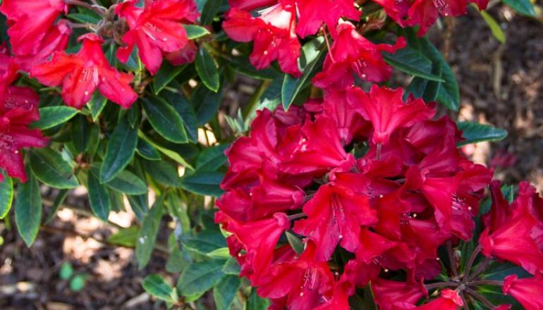 Red Rhododendron plant