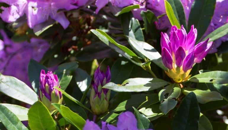 Purple Rhododendron plant
